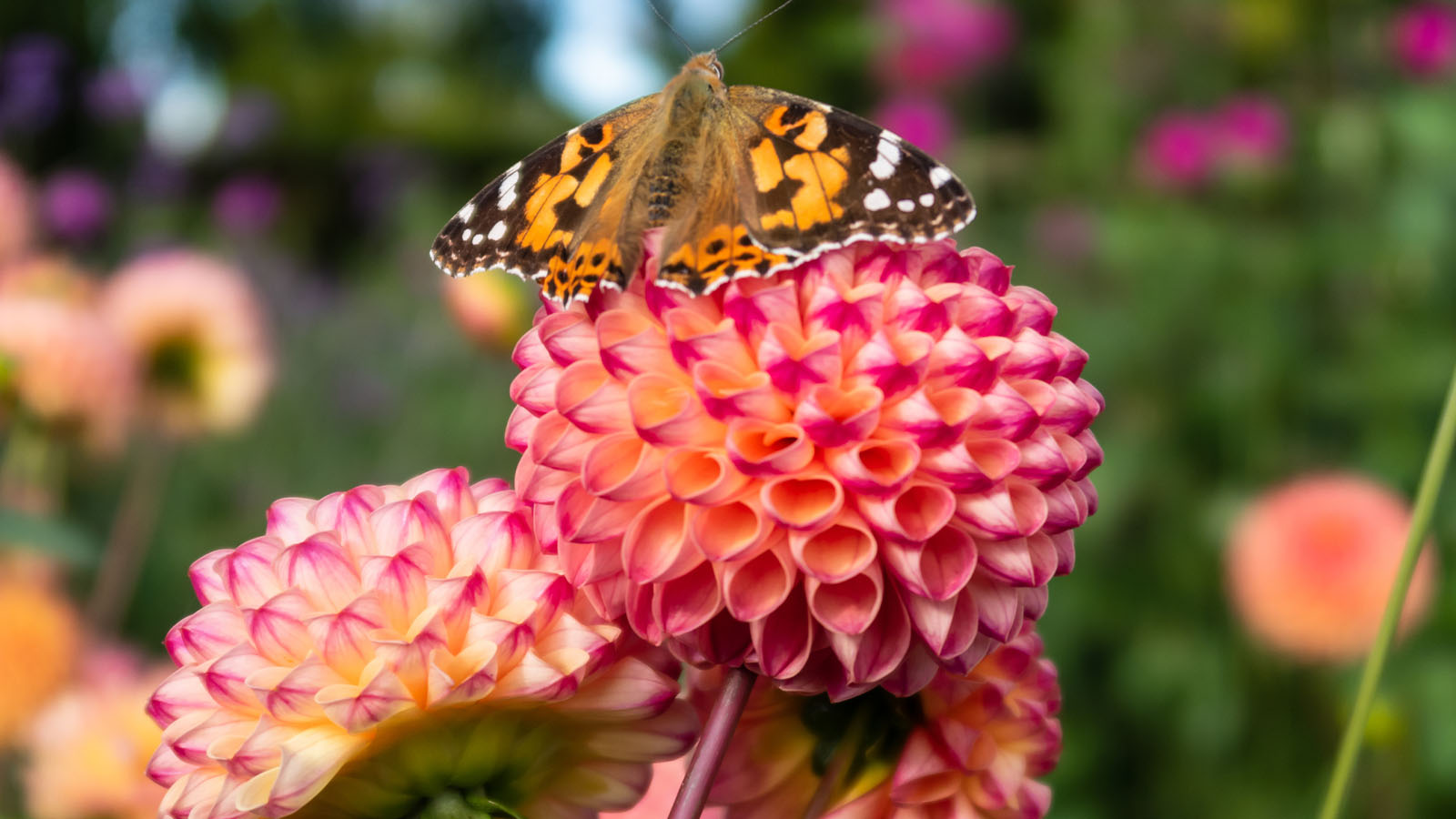 F�rgexplosion av dahlior p� Rosenlunds Herrg�rd